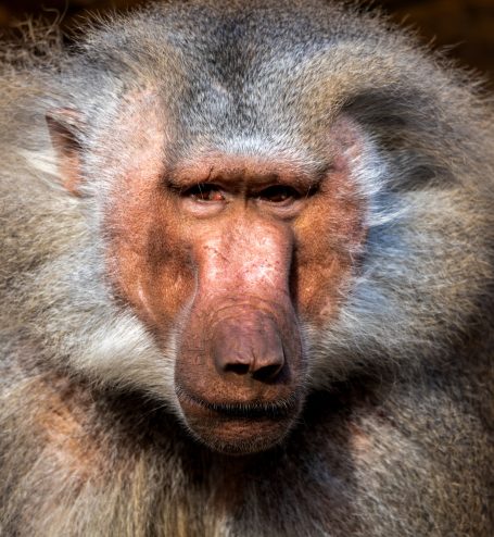 Affe